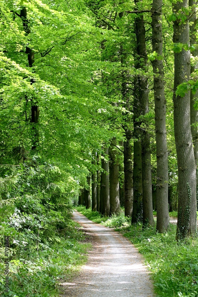 Obraz premium path through the forest