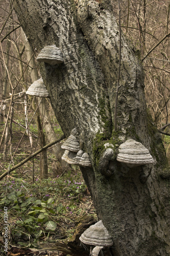 фотографія forest