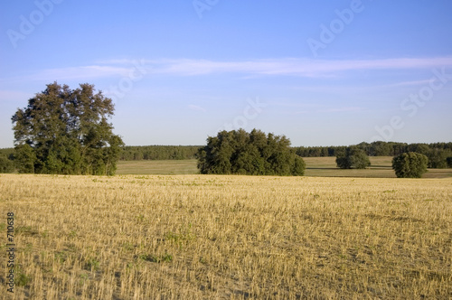 growing field