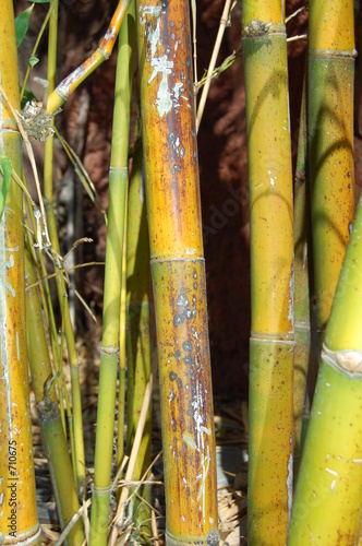 bamboo
