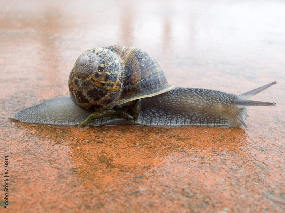 Cuadro en lienzo snail