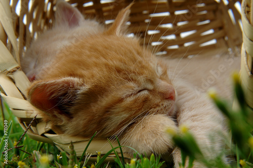 sleep kitten
