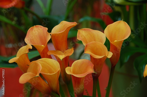 Fotografi calla