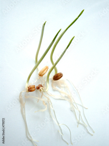 germinated wheat
