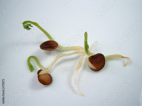 germination