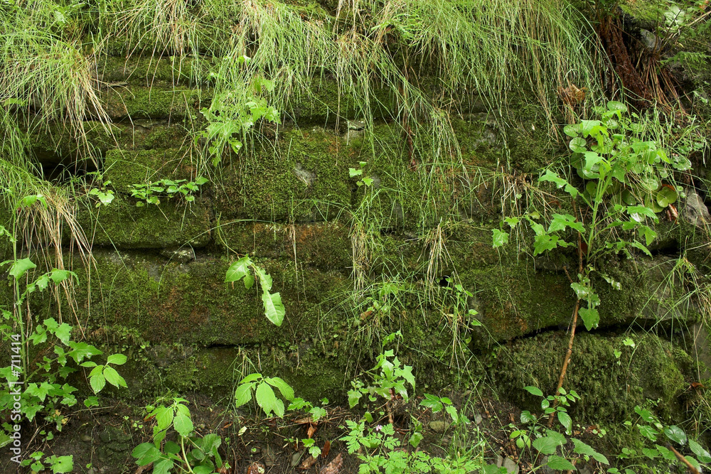 forest with stones forest with stones