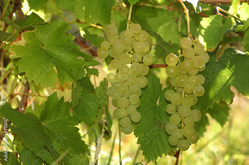 grappes de raisins