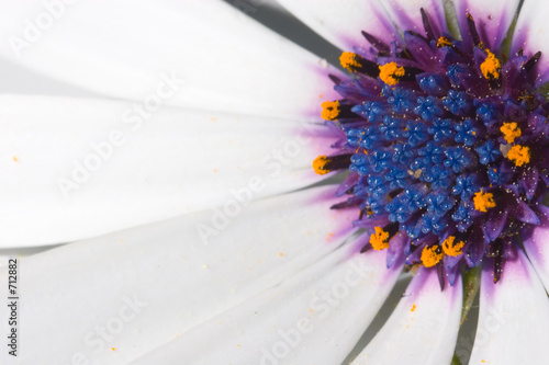 blue flower
