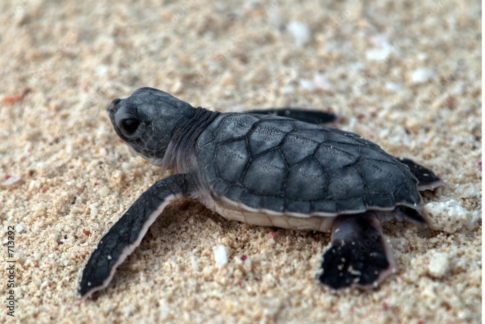 Obraz premium baby sea turtle heading to the sea