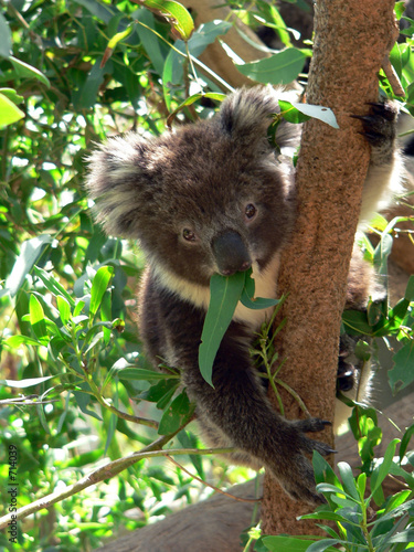 koala cub