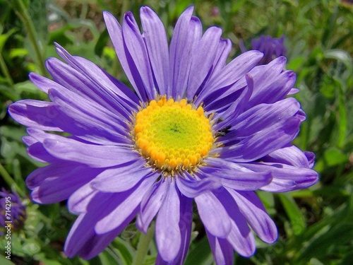 alpen aster
