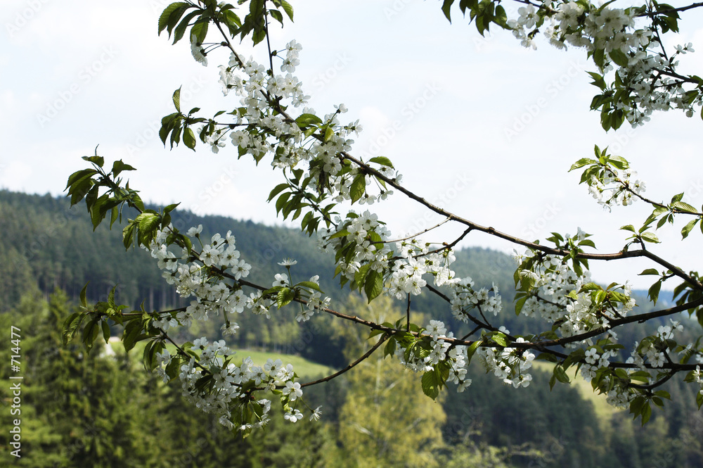 Fototapeta premium apfelblüte im schwarzwald
