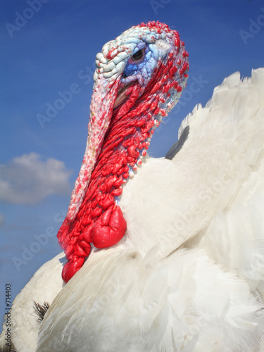 turkey cock