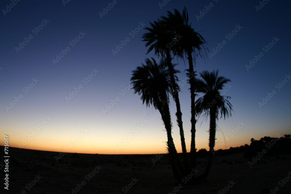 palmier dans le désert de libye
