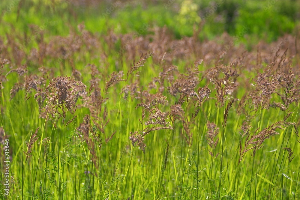 high grass high grass