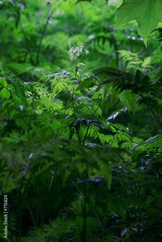 green thicket