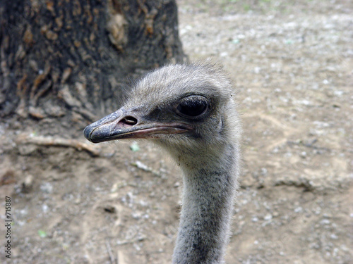 ostrich photo