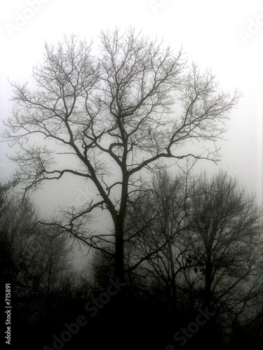 bare trees © Tom Oliveira