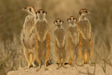 suricate family