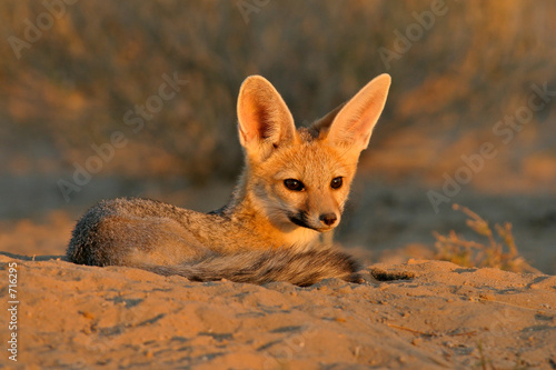 cape fox