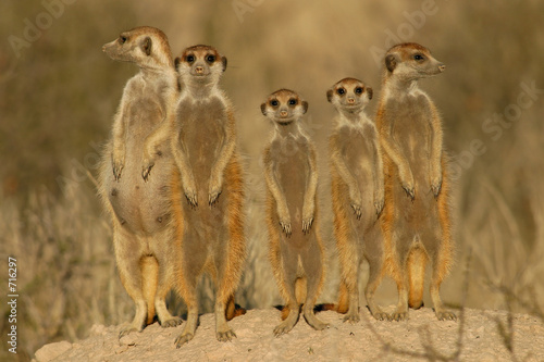 suricate family photo