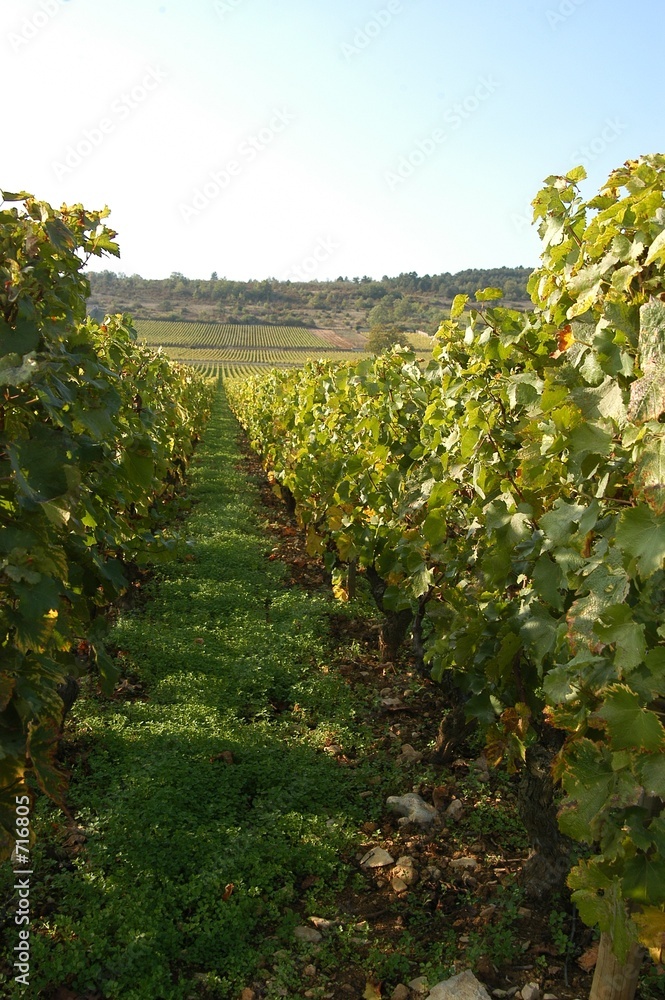 french vineyards, champagne, france