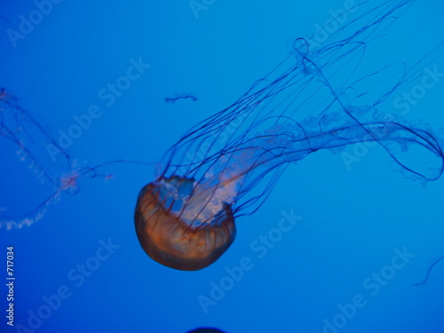 Photography jelly fish