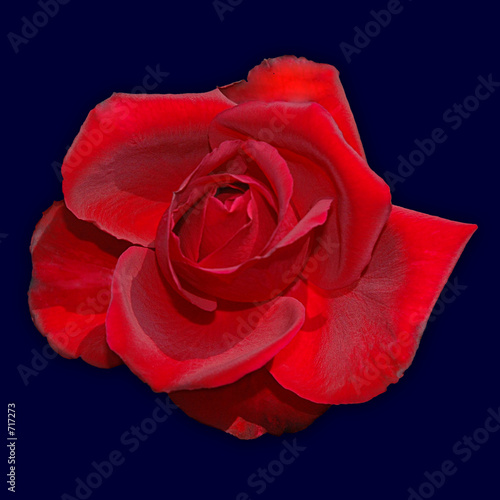 Fototapeta Naklejka Na Ścianę i Meble -  rote rose