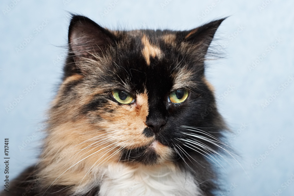 cat cat