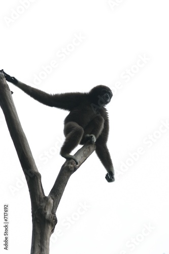 funky gibbon photo