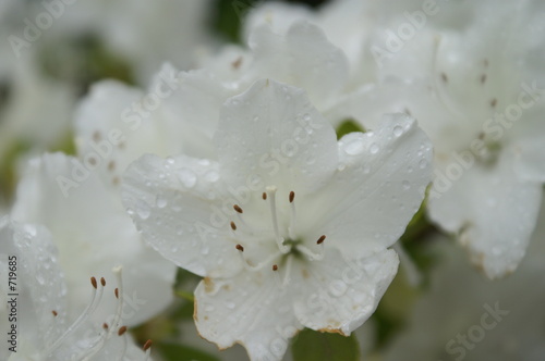 bl  hende azalee im regen