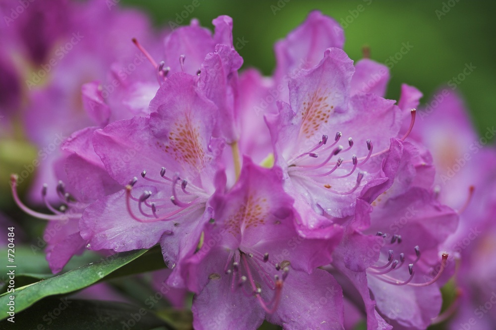 rhododendronblüten rhododendronblüten