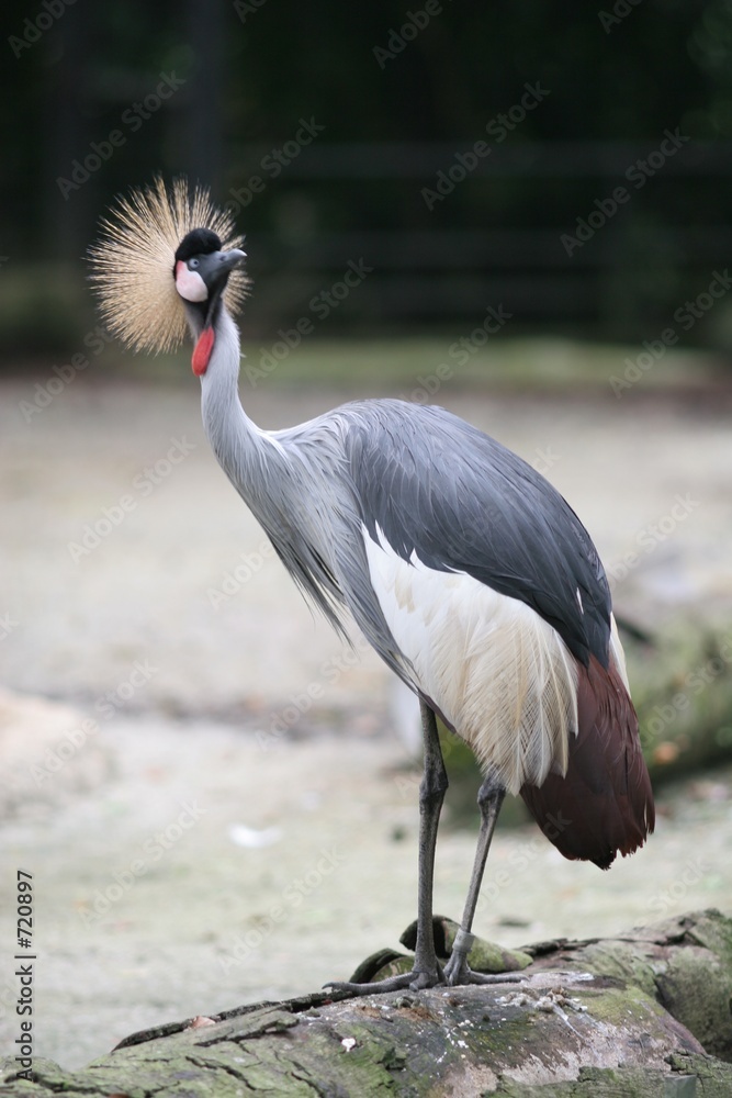 Fototapeta premium crowned crane