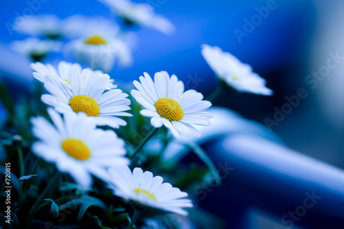 margeriten in blau