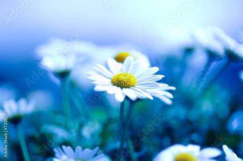 margeriten in blau