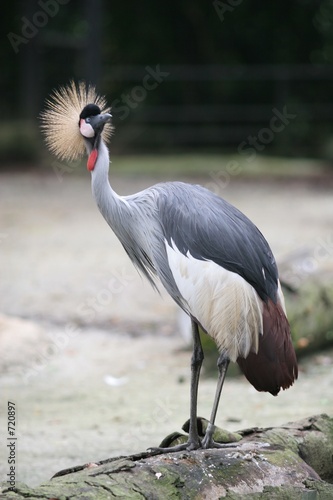 crowned crane photo