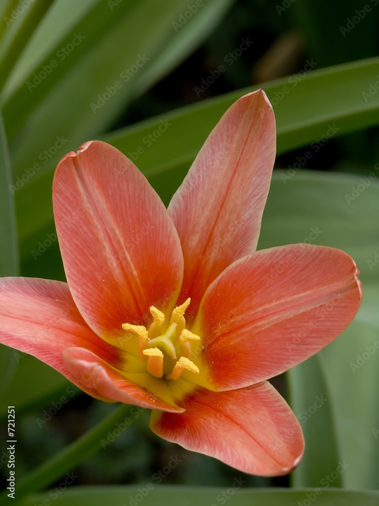 blühende tulpe blühende tulpe