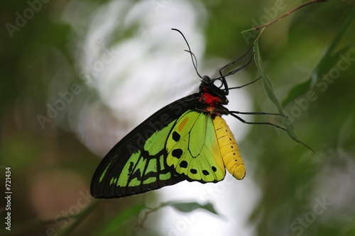 male birdwing butterfly 2 photo