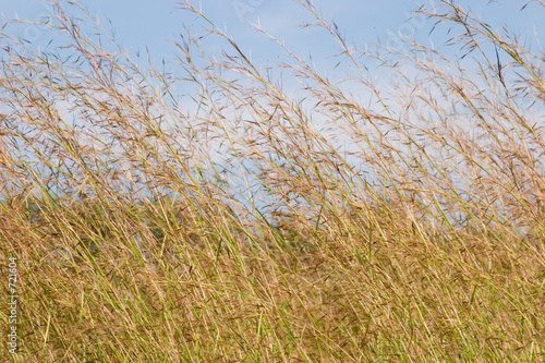 tall grass