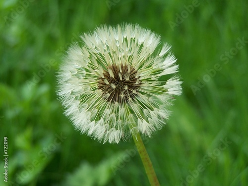 inflorescence de pissenlit