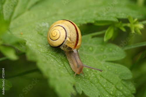 schnecke