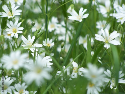 champ de stellaires - stellaria