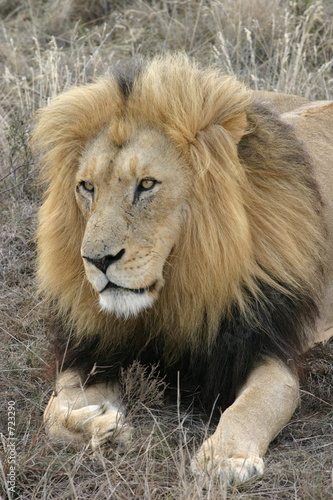 lion relaxing in grasslands