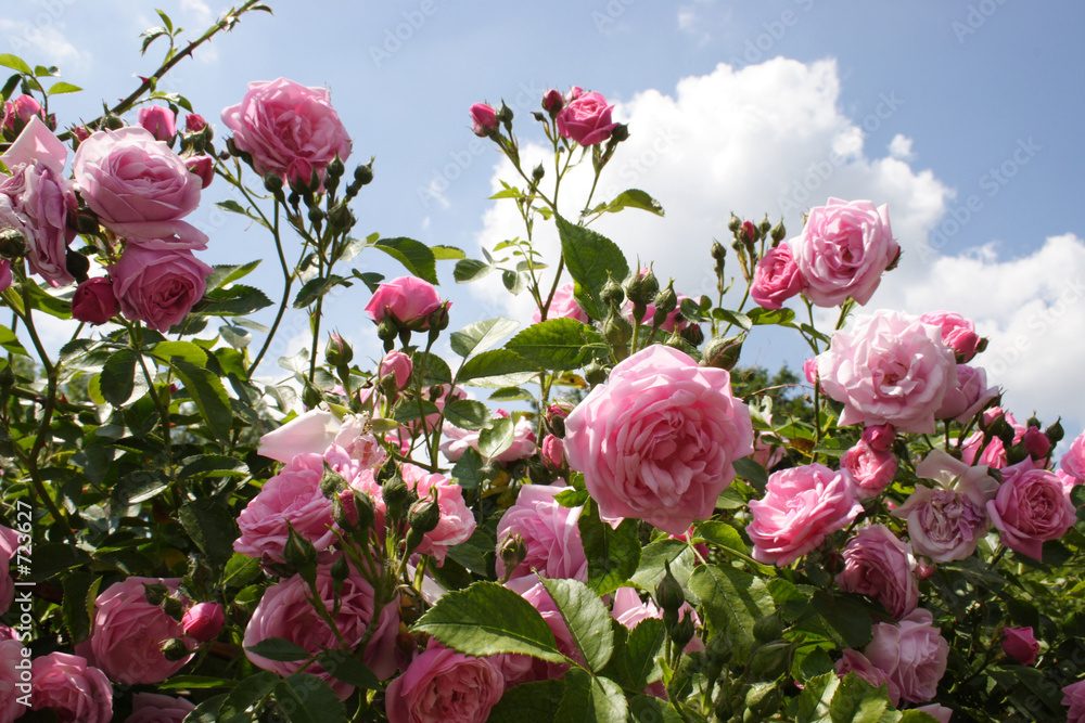 Obraz premium rosanrose3