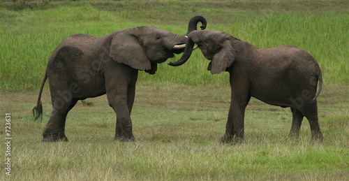 african elephants playing