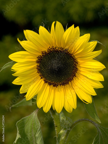 Tapety artystyczne sonnenblume