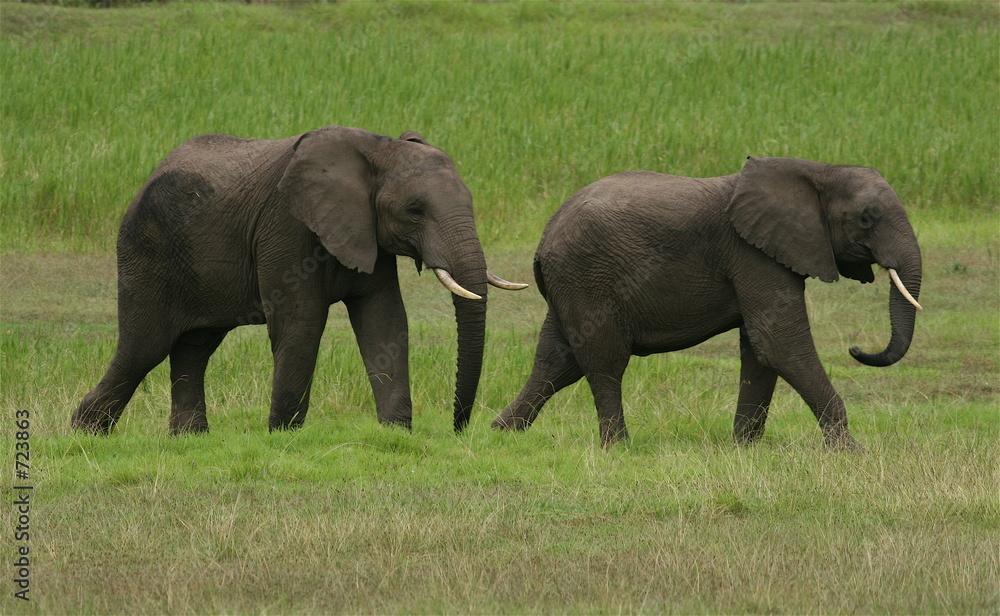 african elephants walking in grasslands