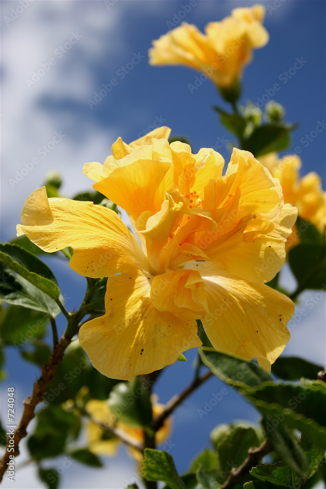 Fototapeta premium yellow double headed hibiscus
