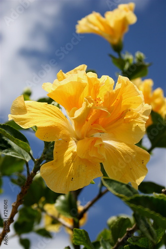 yellow double headed hibiscus