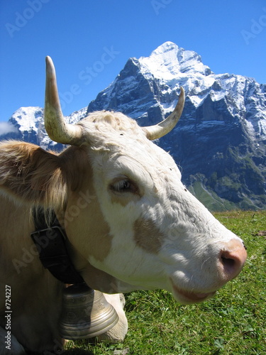 swiss cow